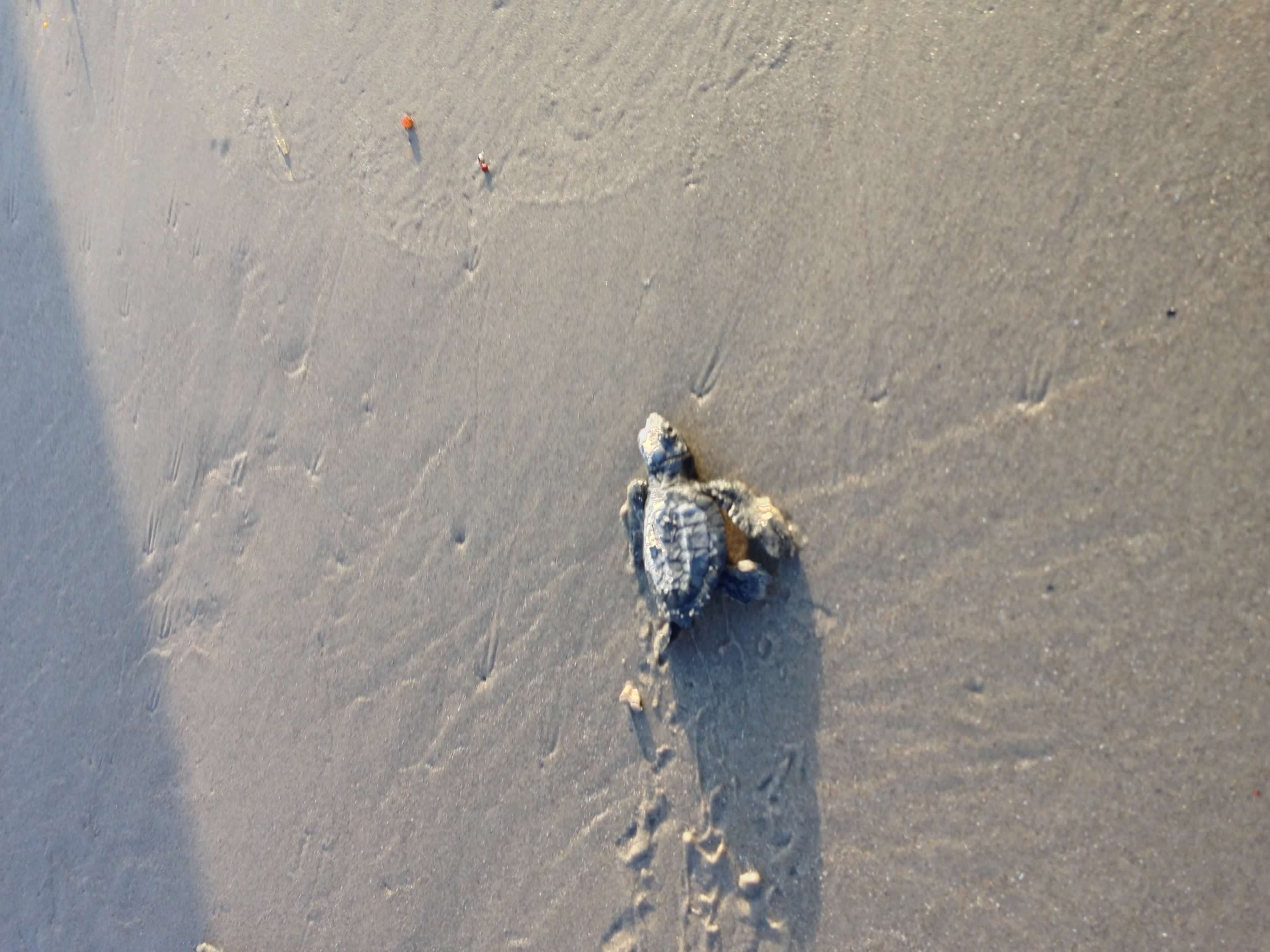Kemp's ridley sea turtle release at Padre Island National Seashore Texas